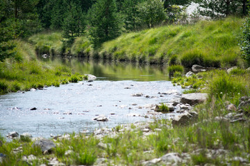 stream in forest in zlatibor mountain area serbia