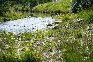 stream in forest in zlatibor mountain area serbia