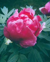 Gentle Pink Peony flower bud with green leaves in garden with background. Romantic Floral beauty at spring. Beautiful Postcard or wallpaper in summer blooming. Delicate and pretty bouquet. Toned