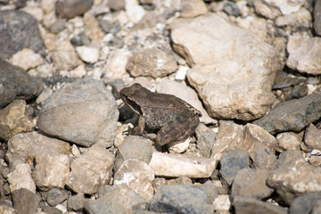 frog sitting on a stones in the sun