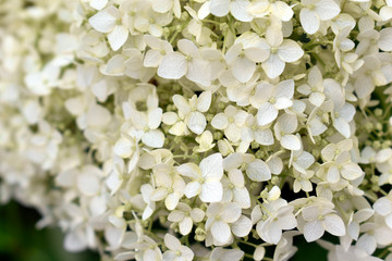 Beautiful flowers of white Hydrangea