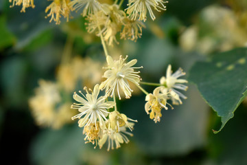 Fragrant linden flowers in all its glory