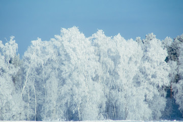 Winter snow forests background. Landscape and cold nature with snowy trees. White ice scene and blue sky. Christmas frost. Frozen xmas. Outdoor wonderland. Panorama. Scenic view like in fairytale.