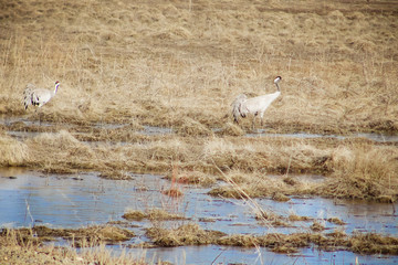 Grey cranes, or common grus at some pond in early spring. Pair of birds and scenery of forest in Siberia, Russia, in April. Wildlife and nature.