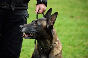 Malinois