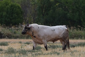 nice spanish bull running in the field