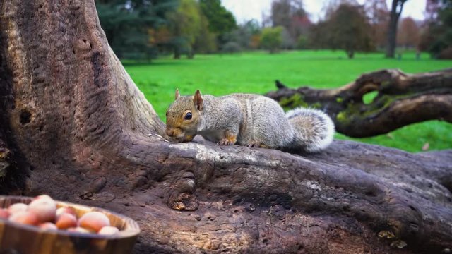 A squirrel with a hazelnut. Grey squirrel in a park on a log eats