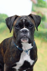 Deutscher Boxer