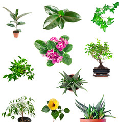 House plants collection