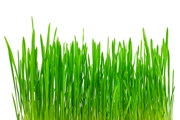 Green grass isolated on a white background.