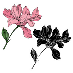 Vector Magnolia floral botanical flowers. Black and white engraved ink art. Isolated magnolia illustration element.