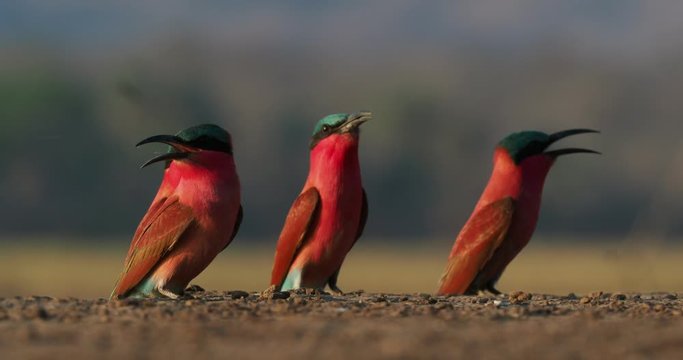 Beautiful red bird - Southern Carmine Bee-eater - Merops nubicus nubicoides flying and sitting on their nesting colony in Mana Pools Zimbabwe, Africa.