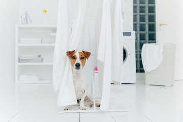 Jack russell terrier dog poses between white towels hanging on clothes dryer in washing room....