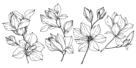 Fototapeta na wymiar Vector Magnolia floral botanical flowers. Black and white engraved ink art. Isolated magnolia illustration element.