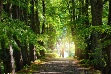 Summer landscape. Alley through tall green trees in a city park. Bright sunshine and blue sky....