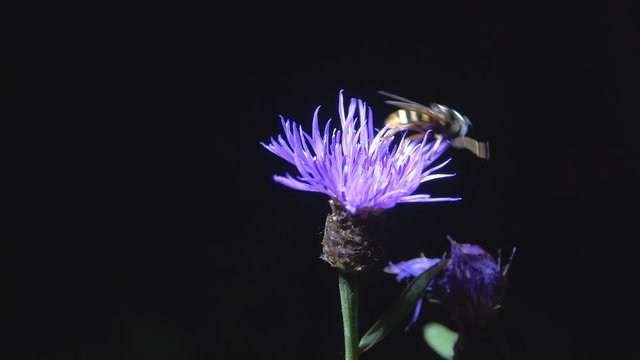 Syrphid fly flies over blue flower of Cornflower. Bright insect moves on flower on black background