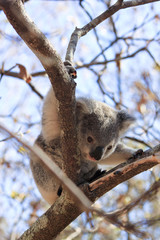 Koala Baby im Baum