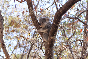Koala Baby klettert am Baum
