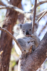 Koala in freier Wildbahn