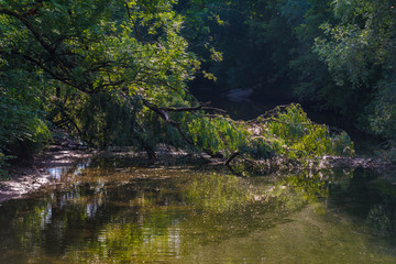 lake in forest