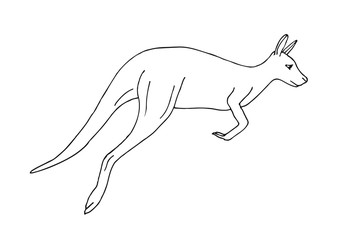 Fototapeta na wymiar Vector hand drawn sketch kangaroo isolated on white background