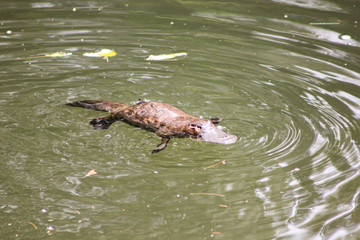 Schnabeltier in Australien