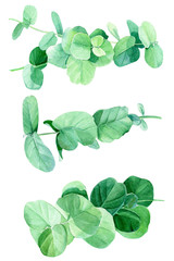 green branches and eucalyptus leaves, botanical painting, watercolor illustration
