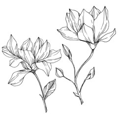 Vector Magnolia floral botanical flowers. Black and white engraved ink art. Isolated magnolia illustration element.