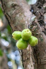 Cai Be, Mekong Delta, Vietnam - March 13, 2019: Closeup of Young green rose apples on brown tree.