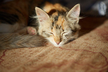 Lazy cat sleeps on sofa.