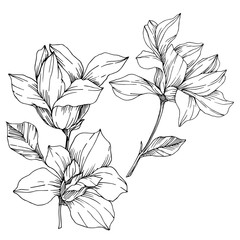 Vector Magnolia floral botanical flowers. Black and white engraved ink art. Isolated magnolia illustration element.