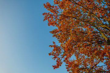 Low angle of red color changing leave and branch of tree against deep blue sky.