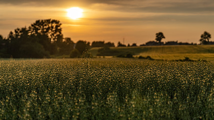 Fototapeta na wymiar Summer fields during sunset in Chwaszczyno (northern Poland)