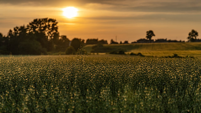 Summer fields during sunset in Chwaszczyno (northern Poland)