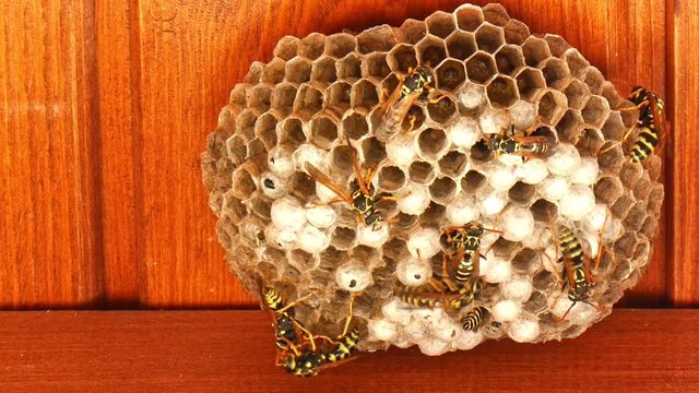 Closeup of wasps feeding baby wasps in hive.