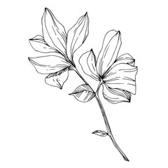 Vector Magnolia floral botanical flowers. Black and white engraved ink art. Isolated magnolia illustration element.