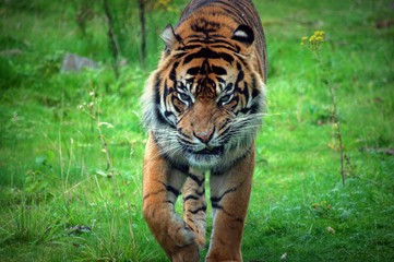 The king of the jungle