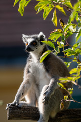 Sich sonnender Katta (lemure) sitzend in einem Baum