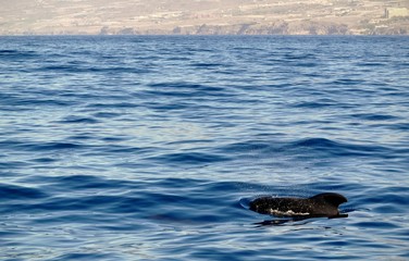 Fototapeta premium The Diving Dolphin