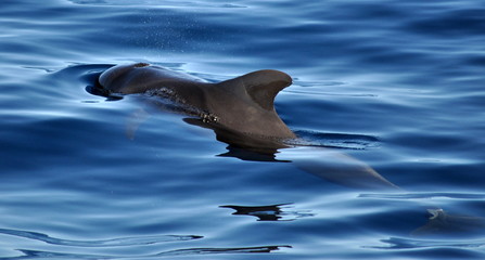 The Diver