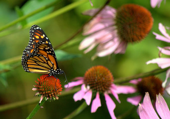 Obraz premium Butterfly on a flower