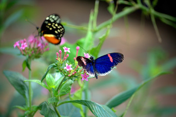 The Butterfly Conversation