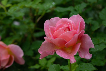 雨上がりのピンクのバラ