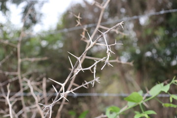 barbed wire on the field