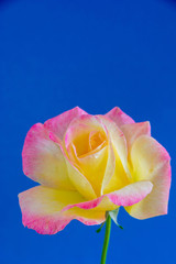 Fototapeta na wymiar 青背景のピンクと黄色のバラ