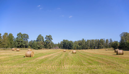 The Field Of Silage
