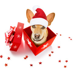 christmas santa claus dog