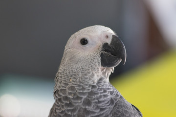 portrait of a parrot