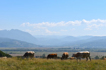Herd of cows at the foot of Tampa mountain in Romania.Cattle are social animals.Cows forming a herd reduces the risk of a predator seeing an individual animal or picking up its trail.Romania,Europe