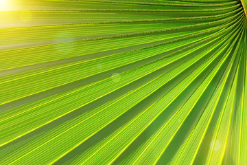 Obraz premium Backlit fresh palm tree leaves. Tourists attraction. Natural tropical textured abstract background.